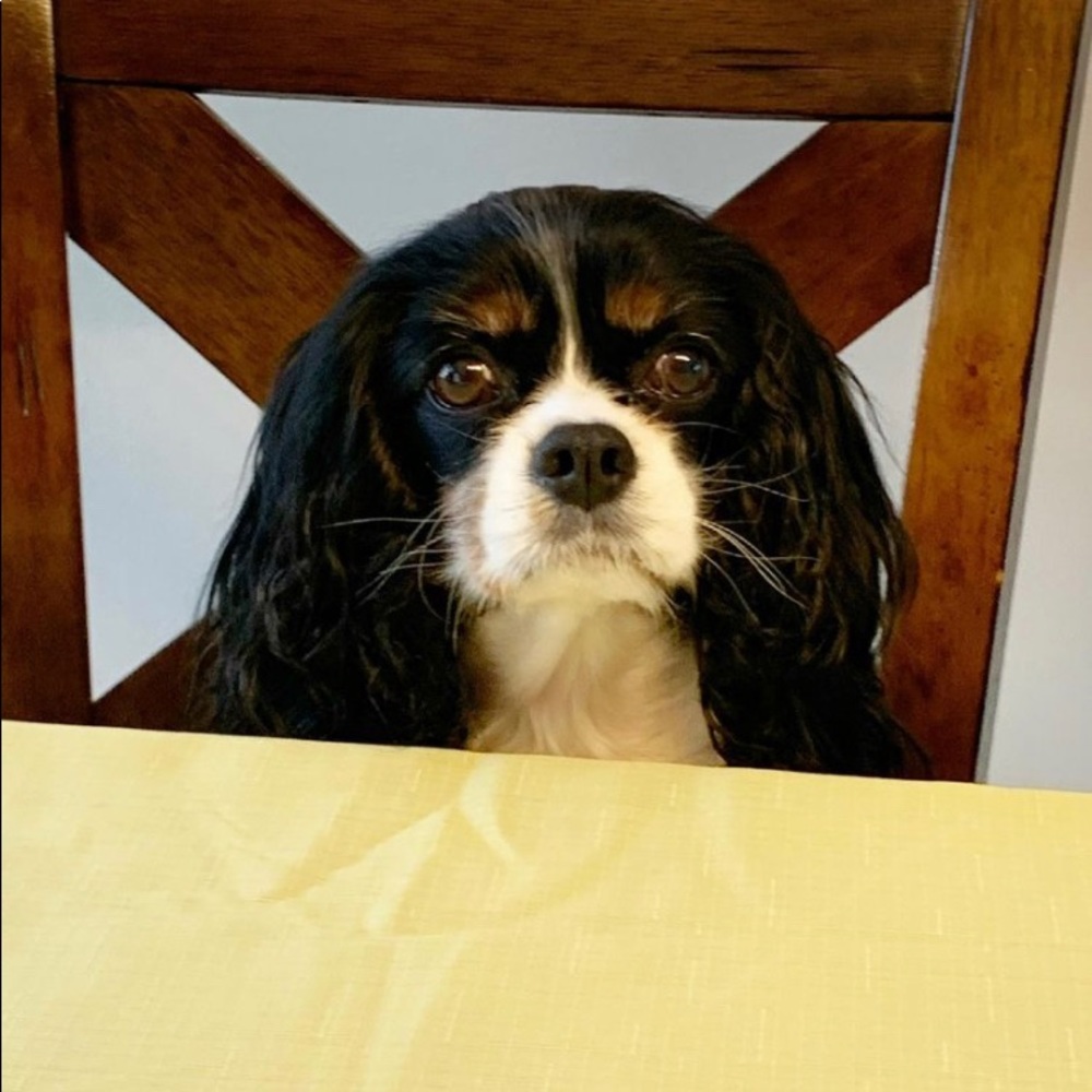 Meet your Posher, Betty